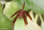 Grasshawk dragonfly (Neurothemis fluctuans) (Kalimantan; Borneo (Indonesian Borneo))