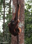 Orangutan tergantung pada liana hutan di Indonesia, Taman Nasional Tanjung Puting (Kalimantan, Borneo (Borneo Indonesia))