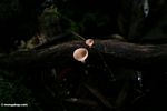 Pink cup-shaped mushroom in Borneo rainforest (Kalimantan; Borneo (Indonesian Borneo))