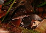 Brown leaf frog in Borneo (Kalimantan; Borneo (Indonesian Borneo))