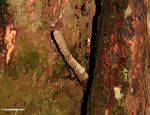 Serangga sarang muncul dari pohon hutan hujan (Kalimantan, Borneo (Borneo Indonesia))