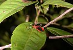 Merah kumbang-seperti serangga dengan kaki kuning dan hitam (Kalimantan, Borneo (Borneo Indonesia))
