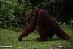 Pria dewasa Orangutan bergerak (Kalimantan, Borneo (Borneo Indonesia))