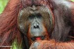 Direhabilitasi Dewasa Pria Orangutan (Pongo pygmaeus) makan buah rambutan (Kalimantan, Borneo (Borneo Indonesia))