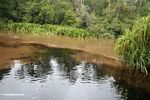 Blackwater sungai yang mengalir ke sungai arung Seikonyer (Kalimantan, Borneo (Borneo Indonesia))