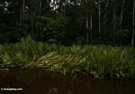 Buaya sarang situs di lillies air di sepanjang Sungai Sekonyer (Kalimantan, Borneo (Borneo Indonesia))