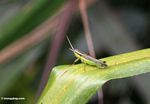 Kecil belalang dengan perut hijau, kuning panggul, dan kembali coklat (Kalimantan, Borneo (Borneo Indonesia))