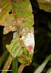 Diketahui merah terang serangga (Kalimantan, Borneo (Borneo Indonesia))