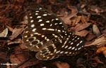 Yellow-; green-; and orange-spotted butterfly in leaf litter (Kalimantan; Borneo (Indonesian Borneo))