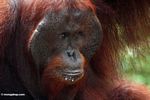 Ex-captive jantan dewasa Borneo Orang-utan (Pongo pygmaeus) (Kalimantan, Borneo (Borneo Indonesia))