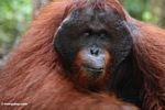 Pria dewasa Borneo Orangutan (Pongo pygmaeus) di Pondok Tanggui (Kalimantan, Borneo (Borneo Indonesia))