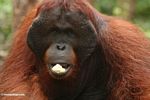 Pria dewasa Borneo Orangutan (Pongo pygmaeus) menunjukkan makanan (Kalimantan, Borneo (Borneo Indonesia))