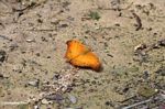 Orange kupu-kupu di Borneo (Kalimantan, Borneo (Borneo Indonesia))