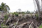 Patch of jungle that has been slash-and-burned in Borneo (Kalimantan; Borneo (Indonesian Borneo))