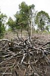 Fallen tree limbs from an attempt to slash-and-burn an area of rain forest for agricultural use (Kalimantan; Borneo (Indonesian Borneo))