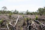 Sisa hutan hujan setelah telah slash-dan-terbakar (Kalimantan, Borneo (Borneo Indonesia))