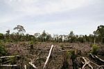 Slash-and-burn agriculture in the rainforest of Borneo (Kalimantan; Borneo (Indonesian Borneo))