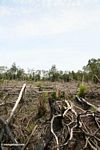 Slash-dan-bakar pertanian di hutan hujan Kalimantan (Kalimantan, Borneo (Borneo Indonesia))