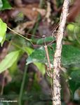 Menempel serangga di Kalimantan, kaki ungu, kepala hijau tua, mata kuning (Kalimantan, Borneo (Borneo Indonesia))