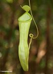 Nepenthes reinwardtiana pitcher tanaman di hutan hujan Borneo (Kalimantan, Borneo (Borneo Indonesia))