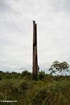 Tree stump in deforested area (Kalimantan; Borneo (Indonesian Borneo))