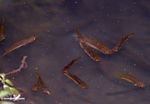 Killifish di kolam blackwater kecil di hutan rawa gambut Kalimantan (Kalimantan, Borneo (Borneo Indonesia))