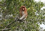 Adult male Proboscis monkey (Kalimantan; Borneo (Indonesian Borneo))