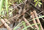Kera ekor panjang (Macaca fascicularis) cupping tangan untuk minum dari sungai (Kalimantan, Borneo (Borneo Indonesia))