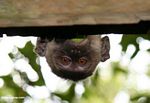 Long-tailed macaque (Macaca fascicularis) peeking over a roof so only its head is visible (Kalimantan; Borneo (Indonesian Borneo))