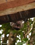 Kera ekor panjang mengintip di atas atap sehingga hanya kepalanya terlihat (Kalimantan, Borneo (Borneo Indonesia))