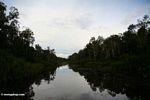 Refleksi dari hutan di Sungai Seikonyer (Kalimantan, Borneo (Borneo Indonesia))
