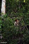 Bekantan di pohon berdaun (Kalimantan, Borneo (Borneo Indonesia))