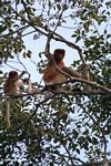 Adult male proboscis monkey with baby (Kalimantan; Borneo (Indonesian Borneo))