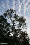 Kanopi pohon dengan monyet proboscis (Kalimantan, Borneo (Borneo Indonesia))