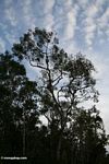 Kanopi pohon di sepanjang Sungai Seikonyer dengan bekantan (Kalimantan, Borneo (Borneo Indonesia))