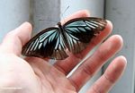 Iridescent pirus dan kupu-kupu hitam di tangan (Sulawesi (Celebes))