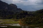 Rice fields (Toraja Land (Torajaland); Sulawesi)