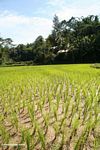 Rice fields at Lemo (Toraja Land (Torajaland); Sulawesi)