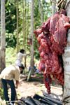 Babi perut - persiapan untuk pemakaman Toraja tradisional (Toraja Land (Tana Toraja), Sulawesi)