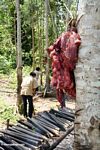 Babi perut - mempersiapkan pemakaman tradisional Toraja (Toraja Land (Tana Toraja), Sulawesi)