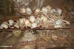 Manusia tulang di gua di Londa Nanggala (Toraja Land (Tana Toraja), Sulawesi)