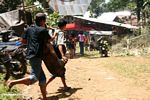 Dua Toraja pria berjalan sambil membawa seekor babi untuk dipotong (Toraja Land (Tana Toraja), Sulawesi)