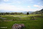 Sawah dekat Batutomonga desa (Toraja Land (Tana Toraja), Sulawesi)