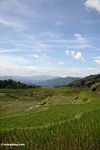 Rice fields near Batutomonga village  (Toraja Land (Torajaland); Sulawesi)
