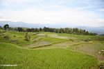 Sawah di dekat Batutomonga desa (Toraja Land (Tana Toraja), Sulawesi)