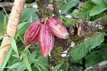 Tiga matang kulit buah coklat (Toraja Land (Tana Toraja), Sulawesi)