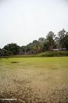 Muddy sawah (Toraja Land (Tana Toraja), Sulawesi)