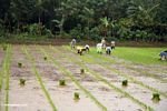 Orang menanam padi (Sulawesi (Celebes))