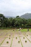 Orang menanam padi di Sulawesi Selatan (Sulawesi (Celebes))