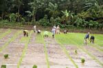Beras pekerja di lumpur (Sulawesi (Celebes))